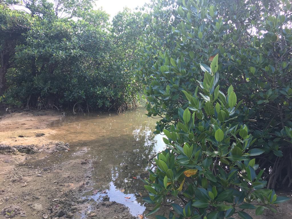 Ishigaki  Guest House Suntoru מראה חיצוני תמונה